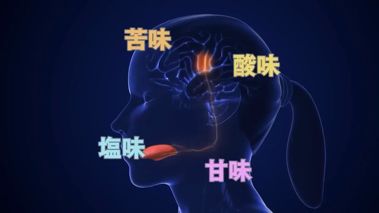 第五の味覚としてのうま味