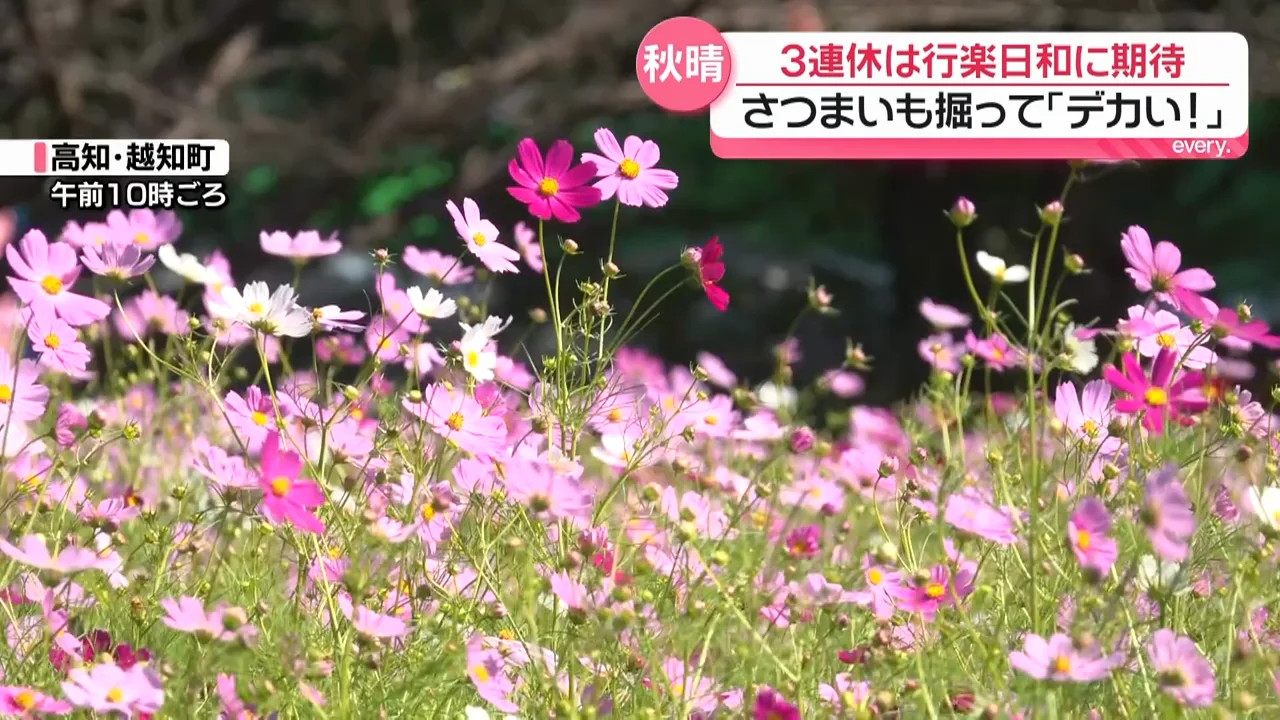 高知県では150万本のコスモス祭り