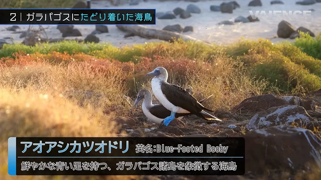 アオアシカツオドリとアカアシカツオドリ