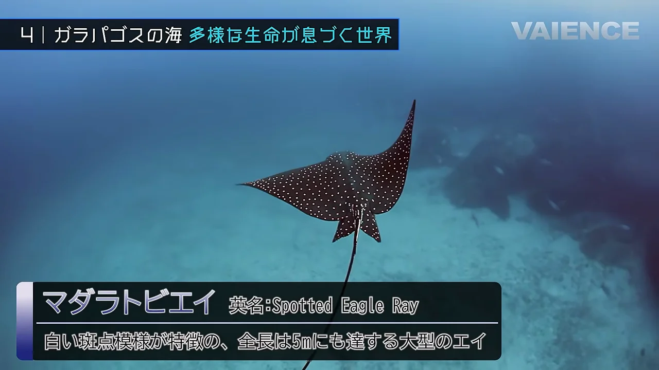 ガラパゴスの海の生き物たち