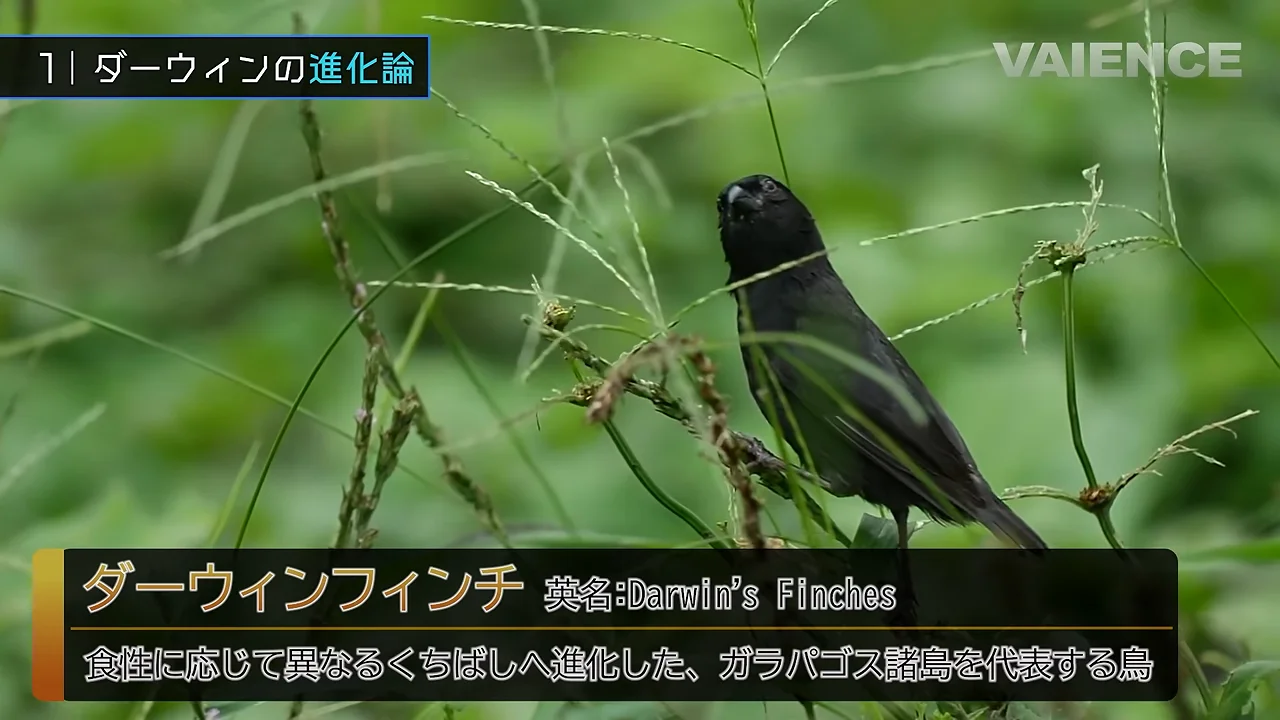 ダーウィンフィンチ：くちばしの違いと適応放散
