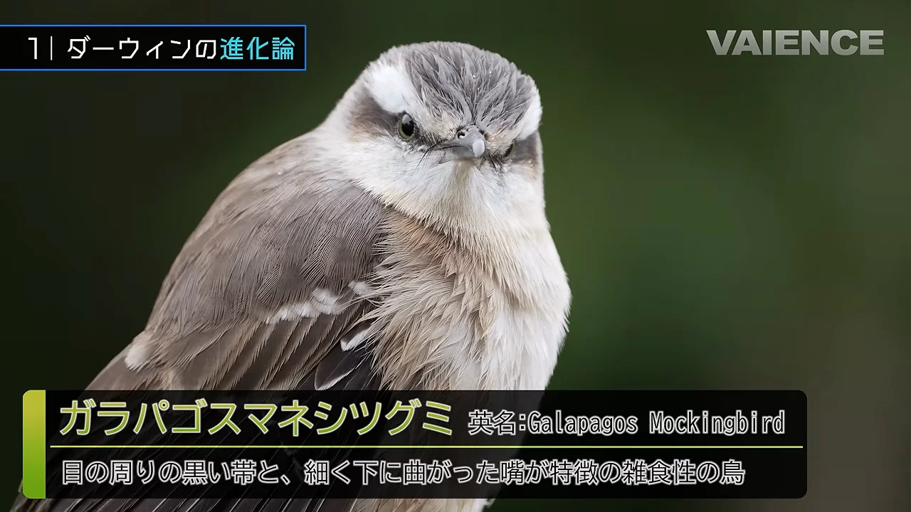 ガラパゴスマネシツグミ：ダーウィンに気づかせた鳥