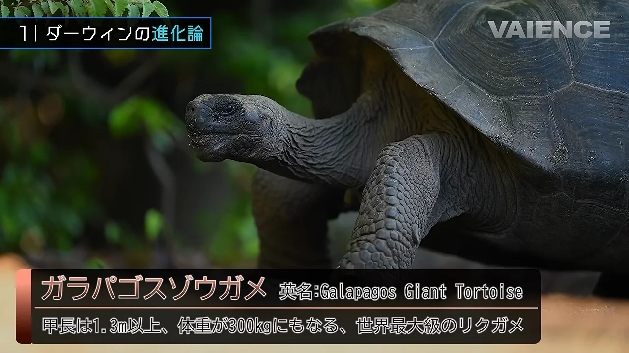 ガラパゴスゾウガメ：甲羅の形と乱獲、そして回復