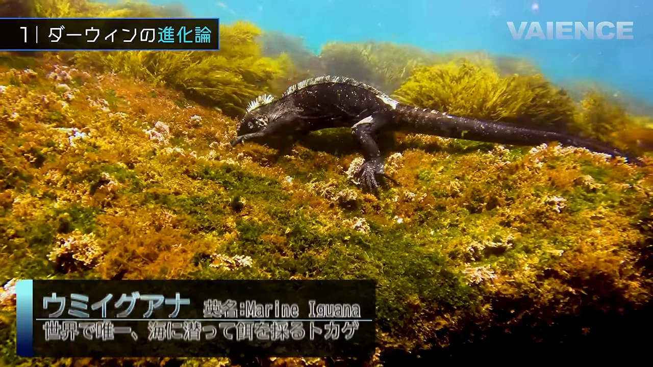 ウミイグアナ：骨まで縮めて飢えをしのぐ