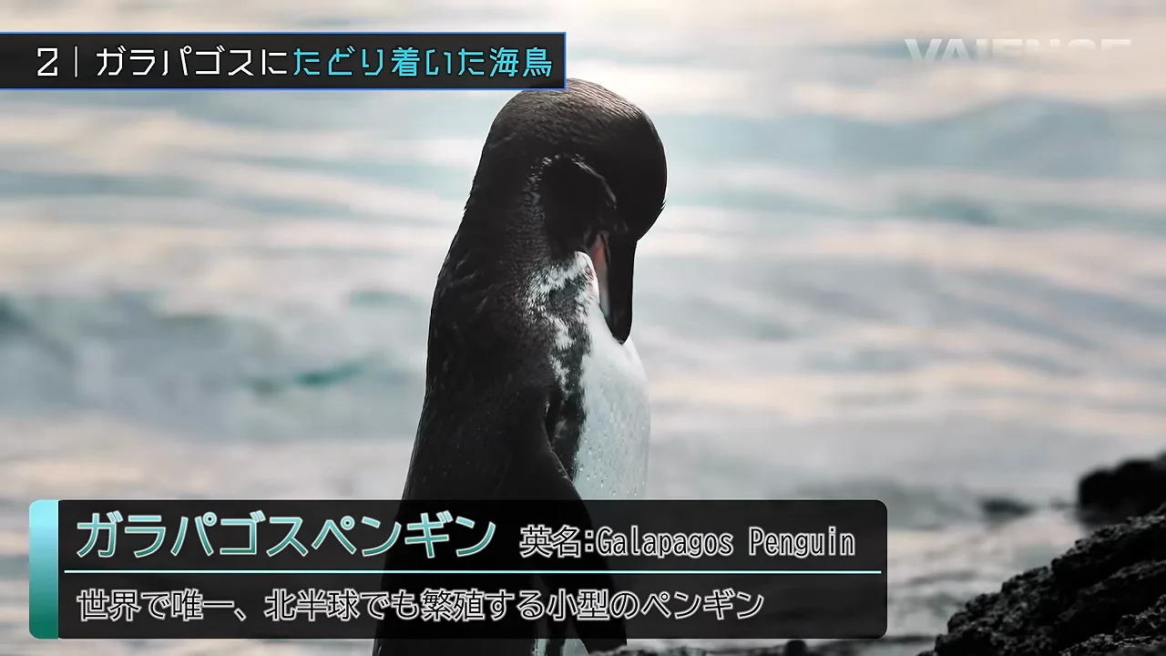 ガラパゴスペンギン：赤道直下のペンギンと海流