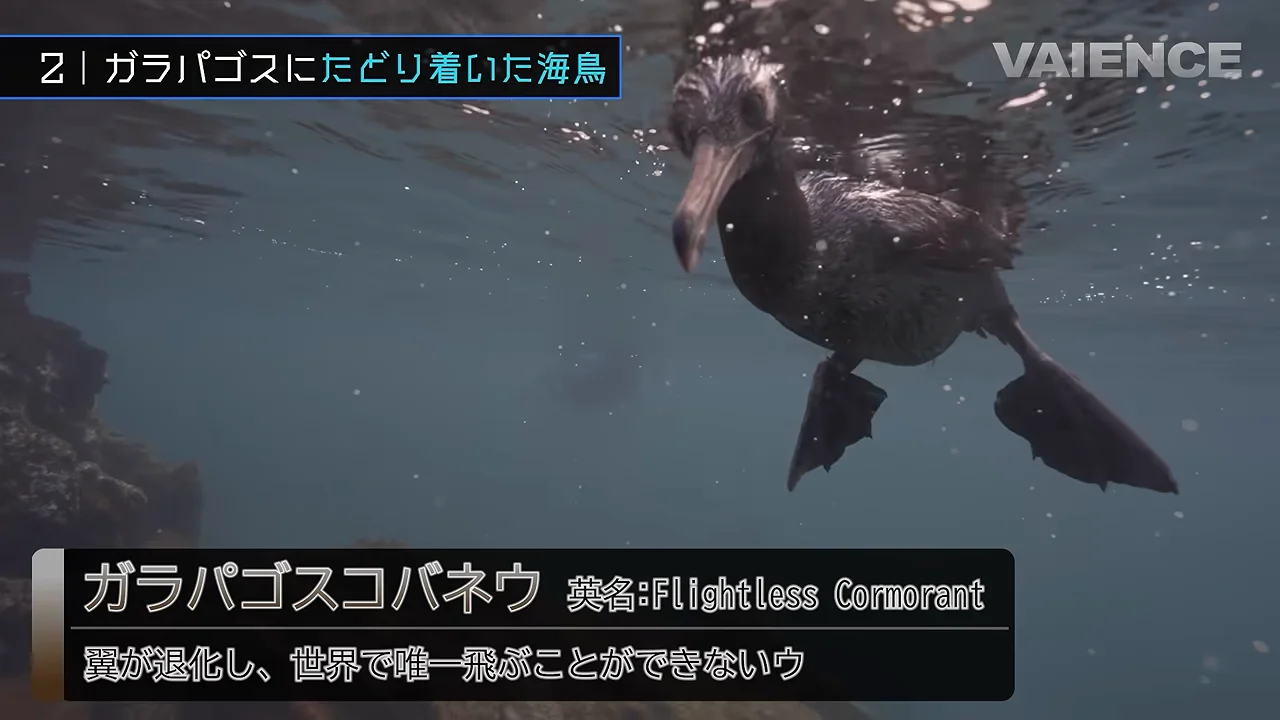 ガラパゴスコバネウ：飛ぶための土台ごと捨てた鳥