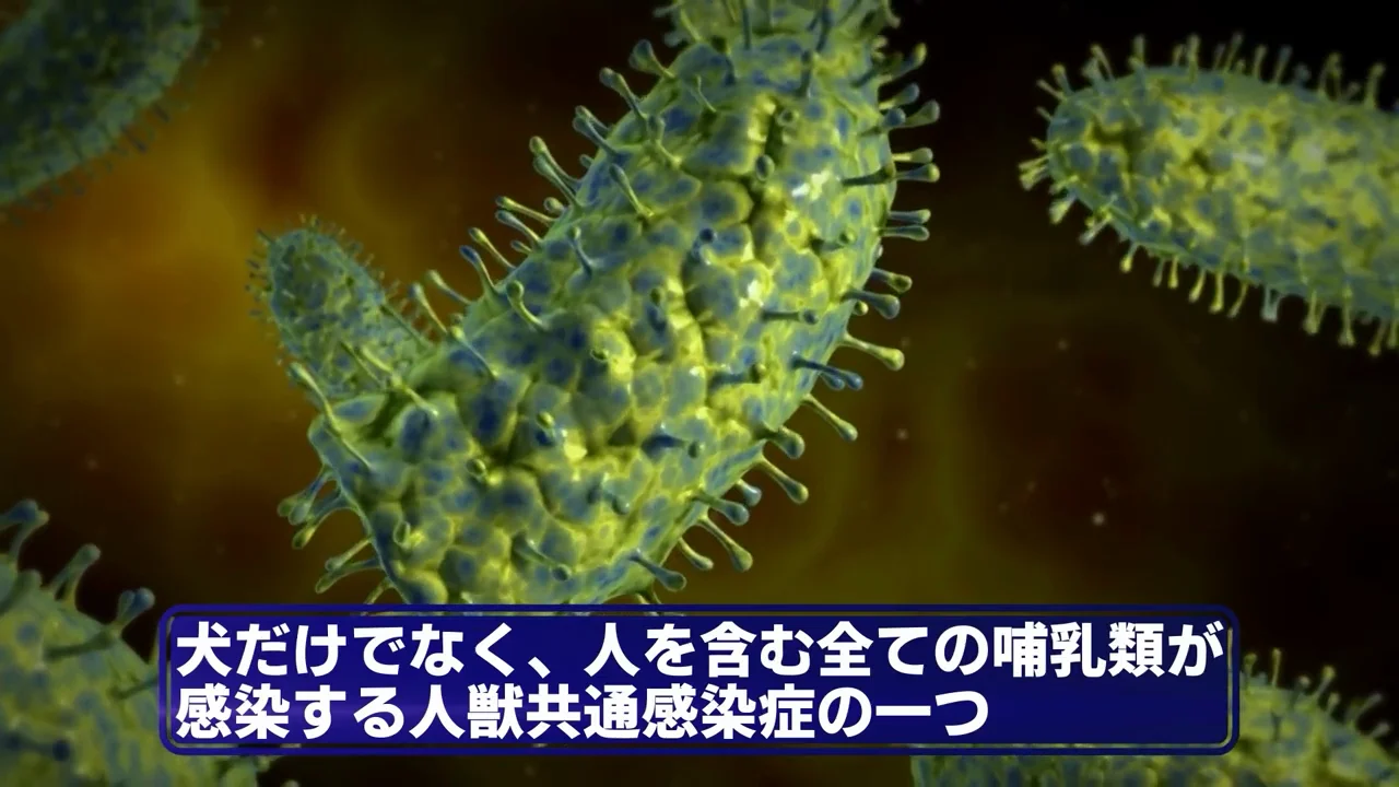 狂犬病：発病すれば致死率ほぼ100%のウイルス
