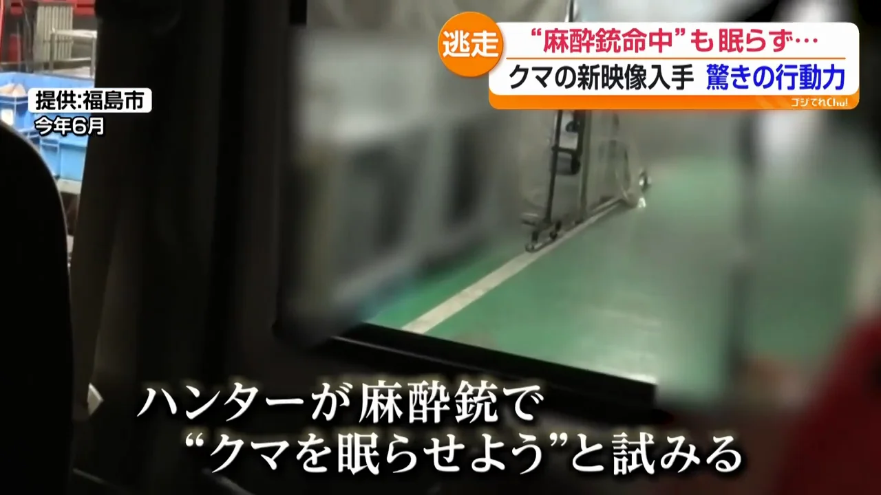 麻酔は命中したが、クマは眠らなかった