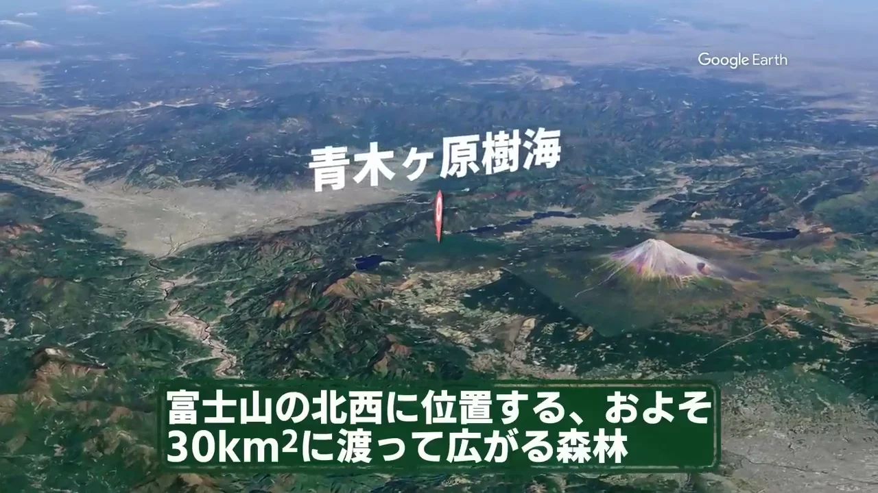 溶岩の上に生まれた森