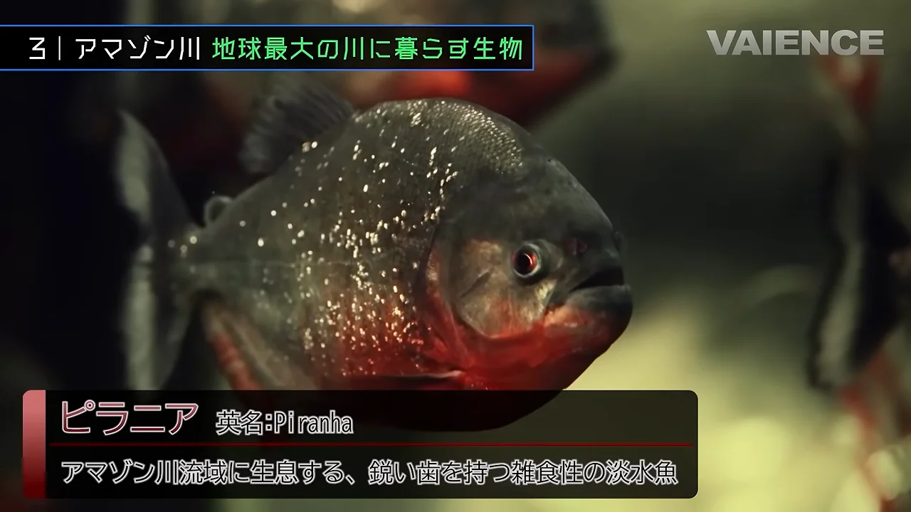 ピラニア：臆病な「掃除屋」
