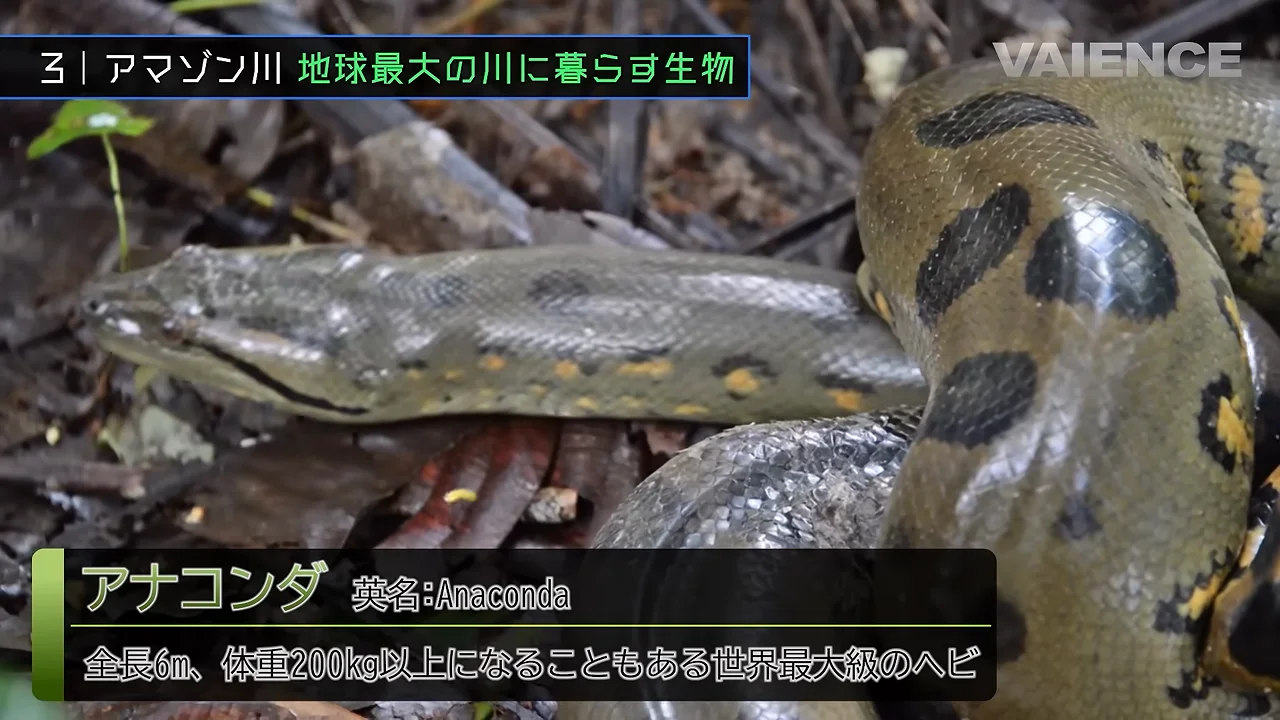 アナコンダとカイマン