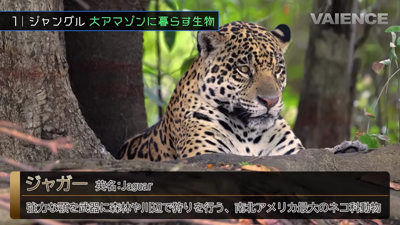 ジャガー：体重あたりの咬合力と泳ぐ力