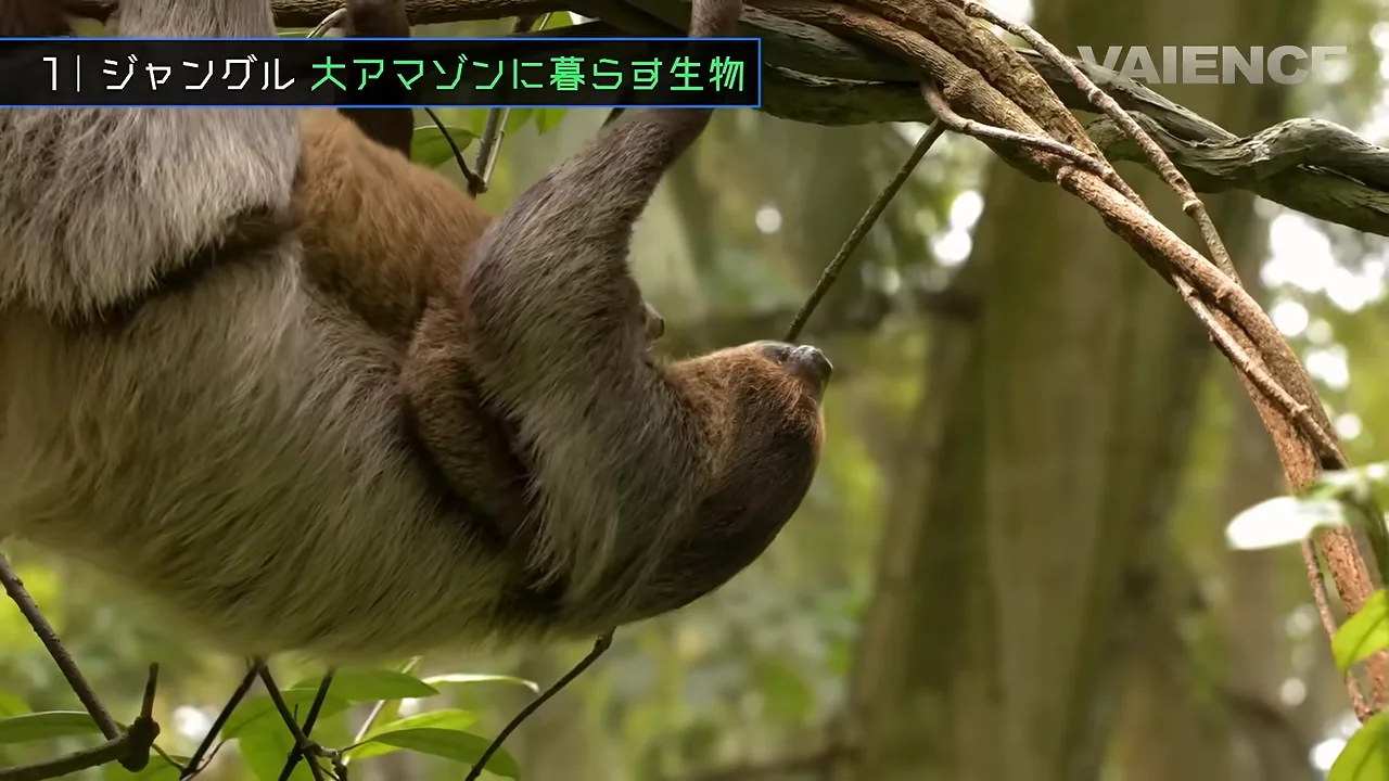 ナマケモノ：恒温動物であることを半分捨てた暮らし
