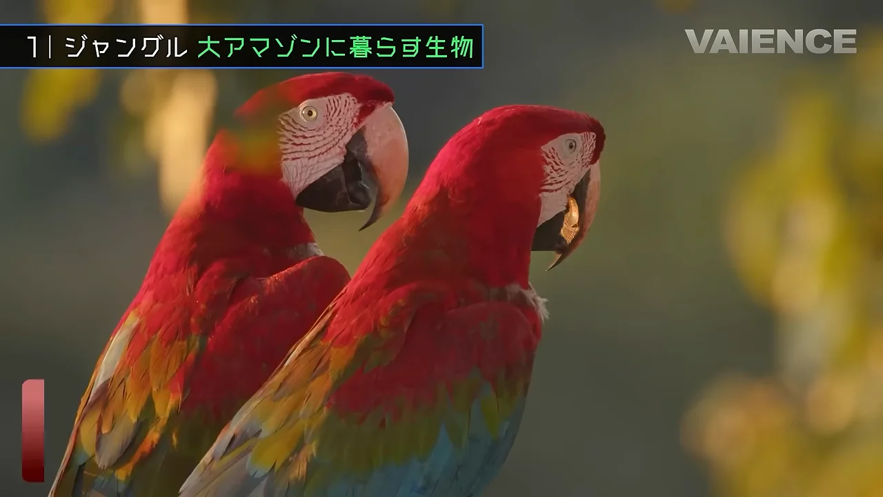 コンゴウインコ：鳥類最強のくちばしと土を食べる習性