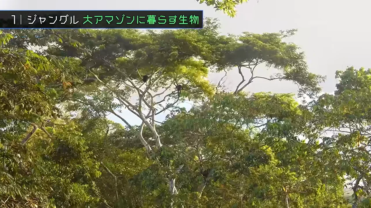 クモザル：親指を失った手、指紋のある尻尾、ハグ