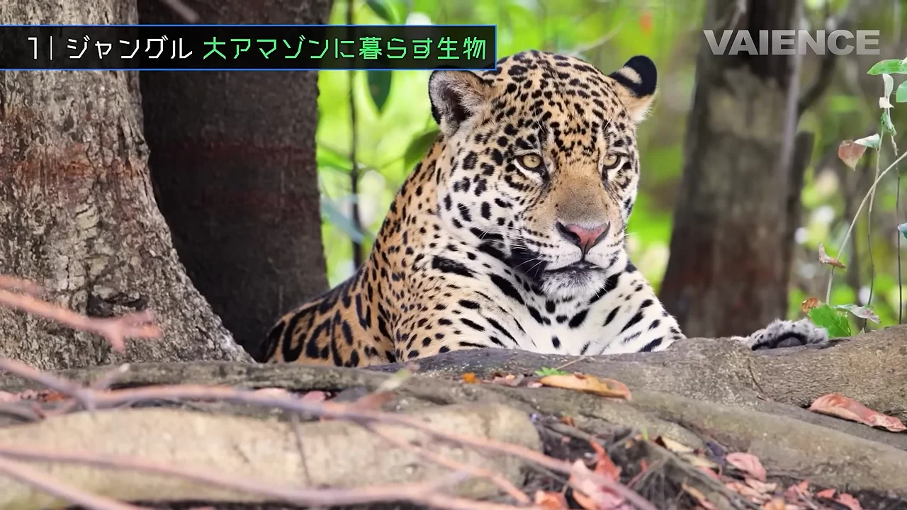 ハキリアリ：5000万年続く農業