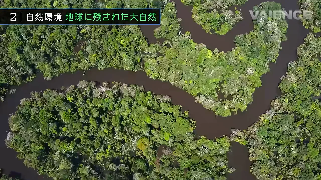 浸水林：洪水を前提に設計された森