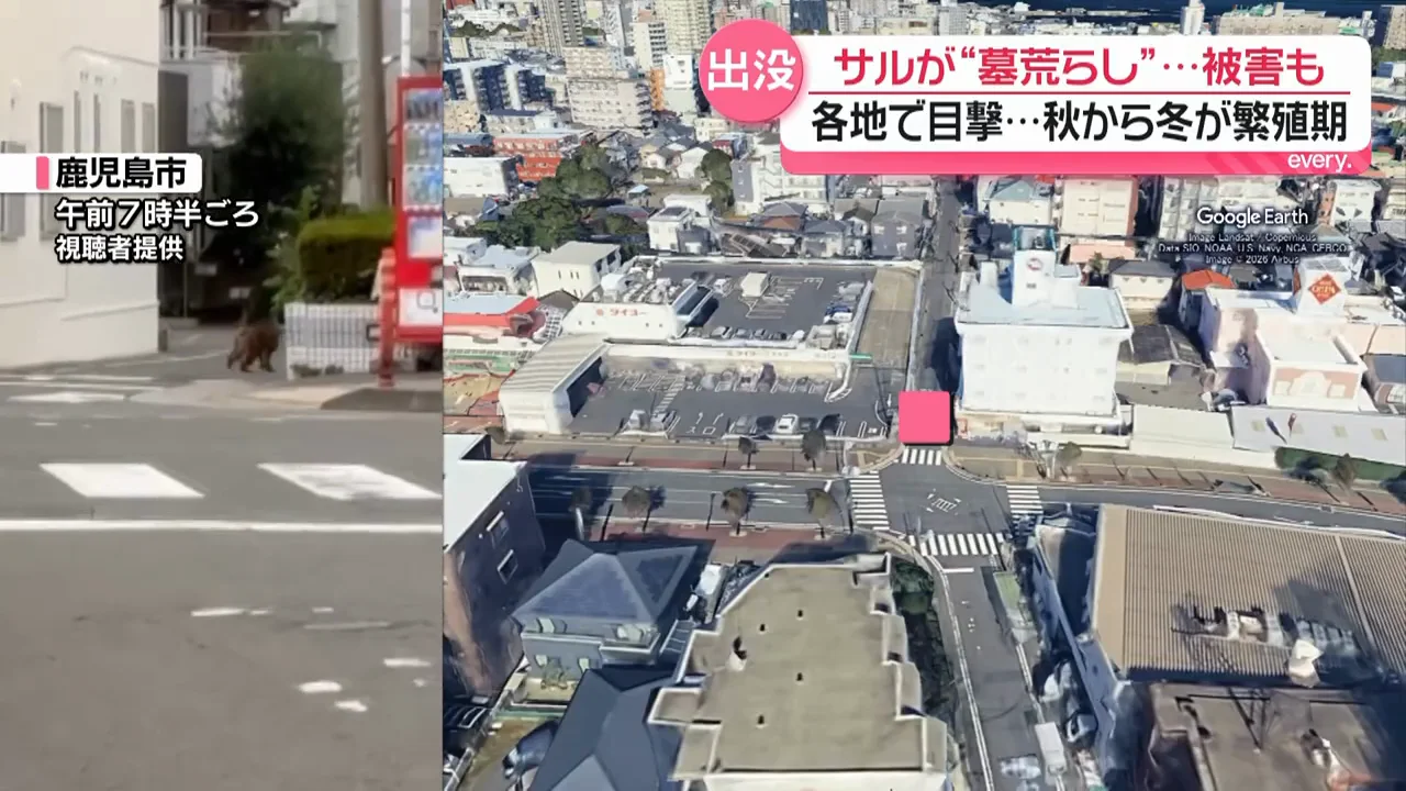 山のない住宅街や鳥取でも目撃
