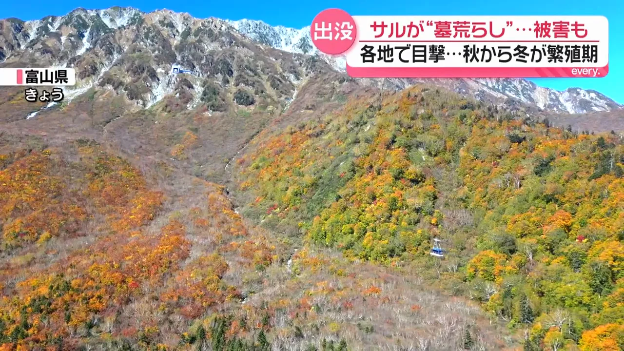 繁殖期は気性が荒くなる