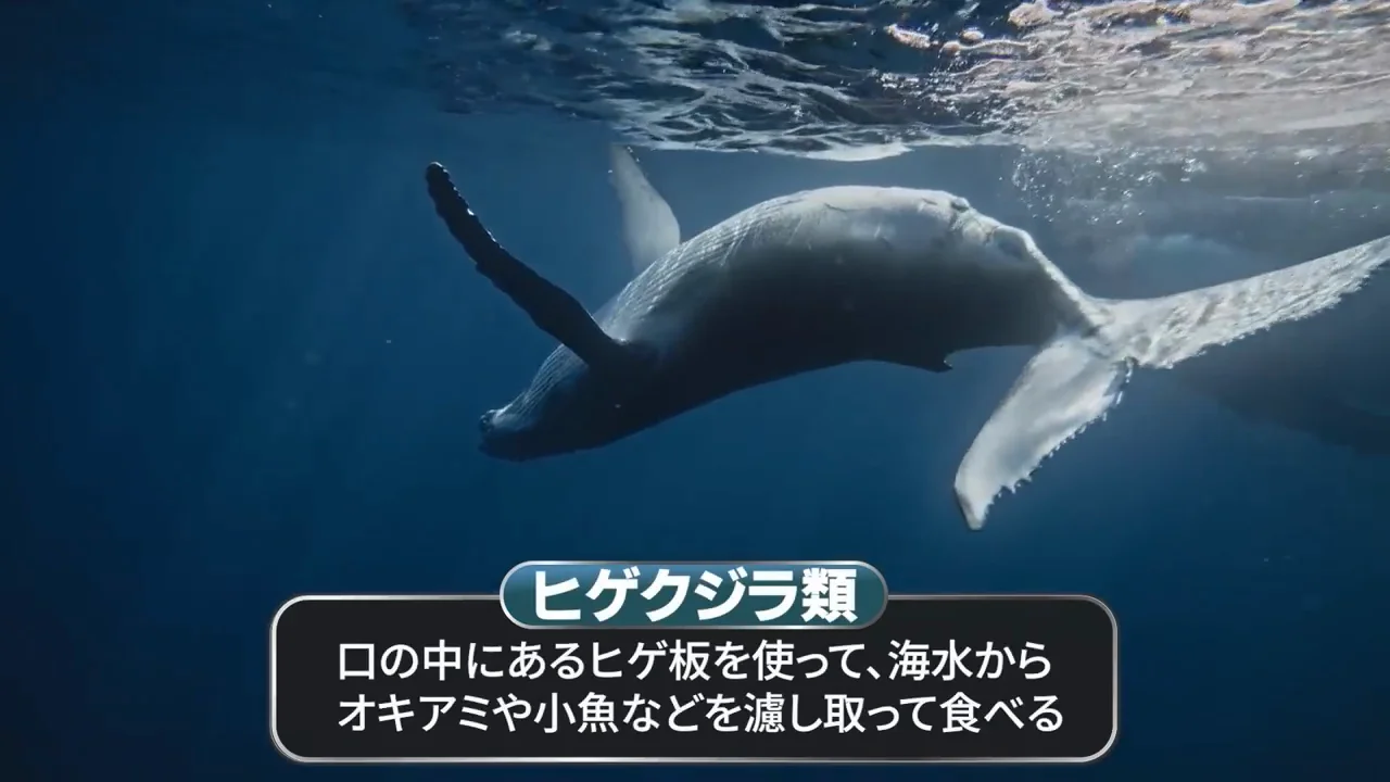 対象は世界最大の歯クジラ、マッコウクジラ