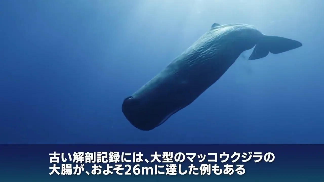 大腸と、龍涎香ができる仕組み