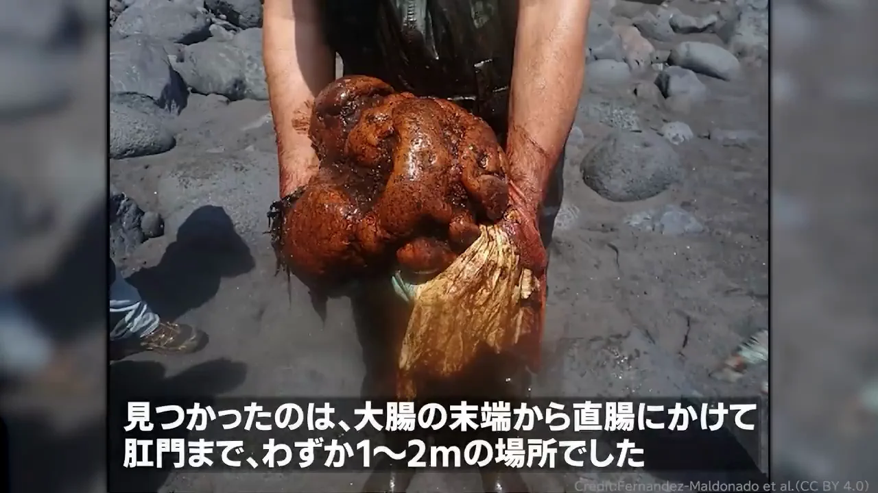 カナリア諸島の事例:出口の手前でも排出できない
