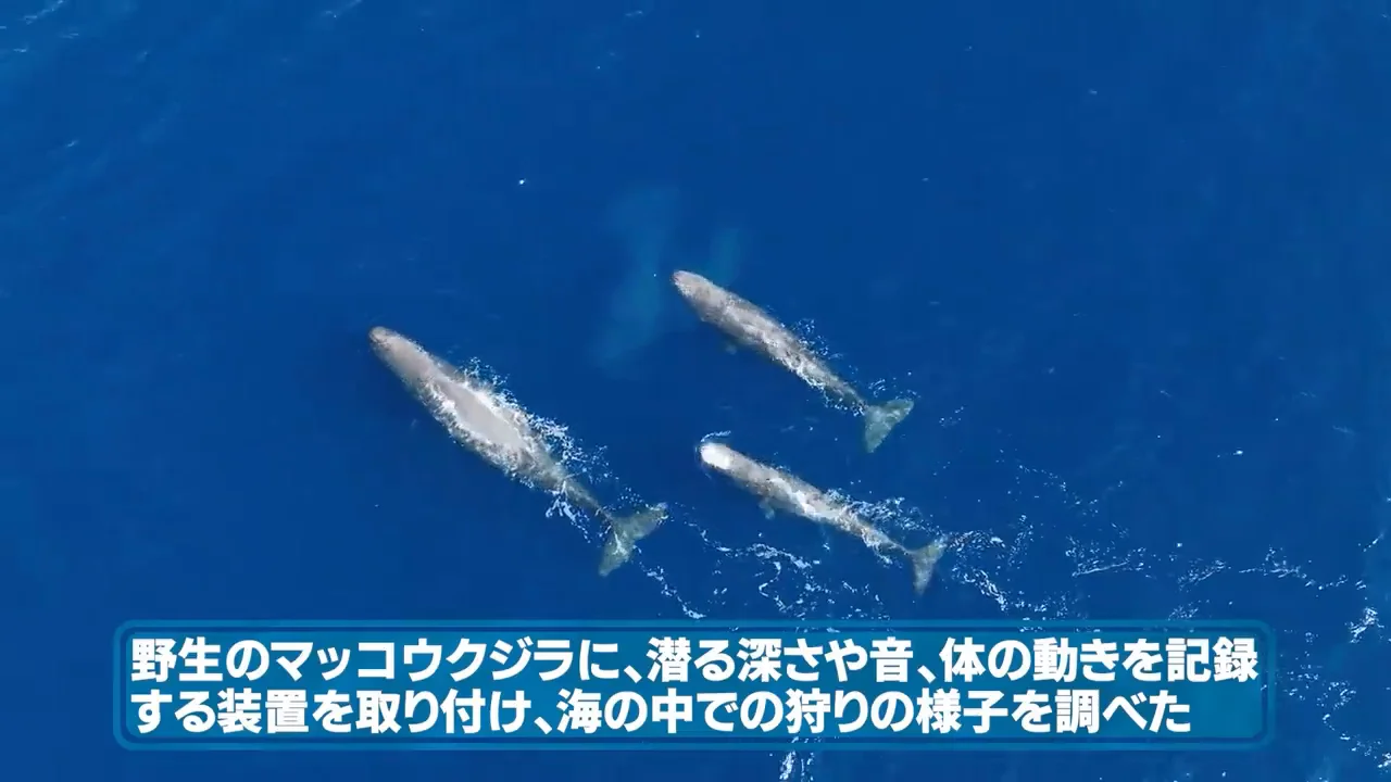 2016年の研究が示した狩りの様子
