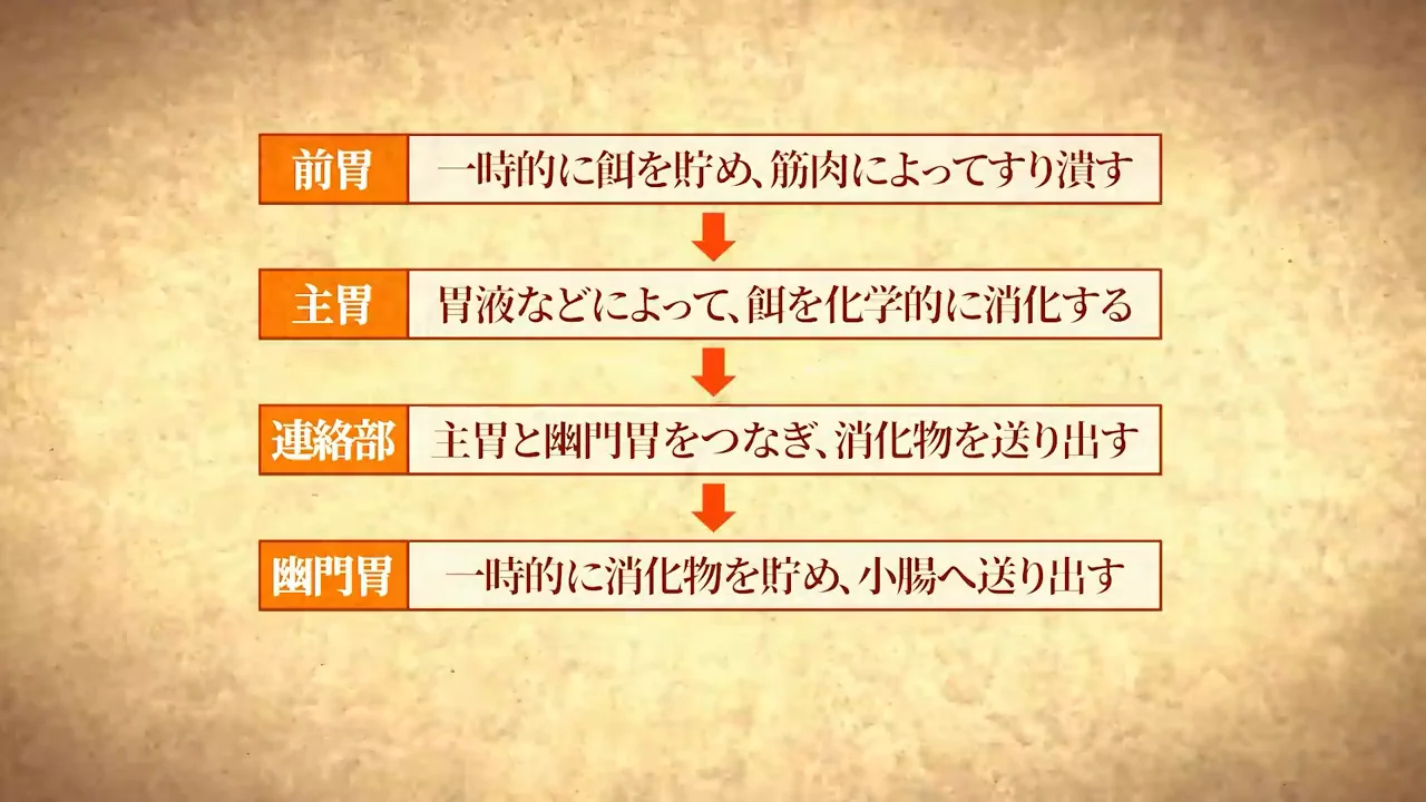 複数の部屋に分かれた胃と、前胃での圧迫