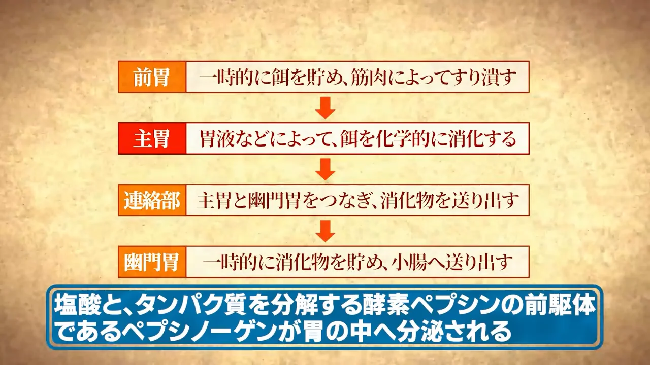 主胃での化学的消化と、イカの消化実験
