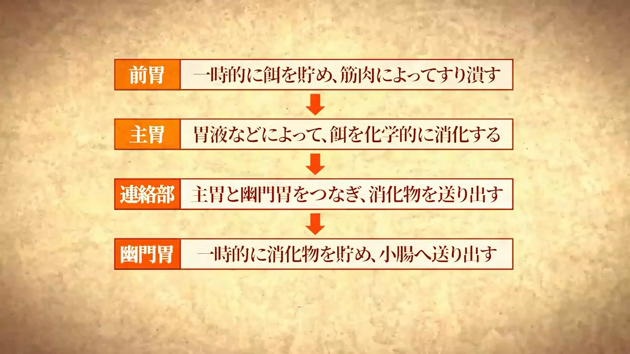 幽門と小腸、そして胆嚢がないこと