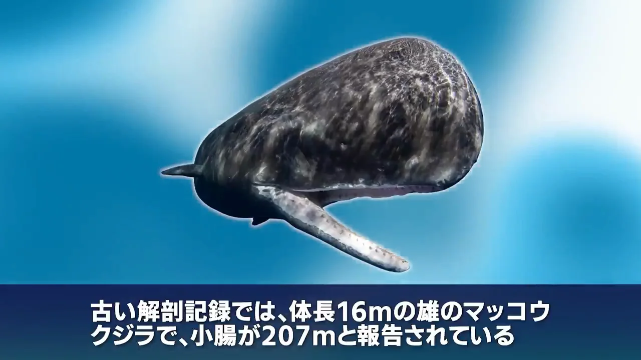 207mの小腸と基礎代謝の関係