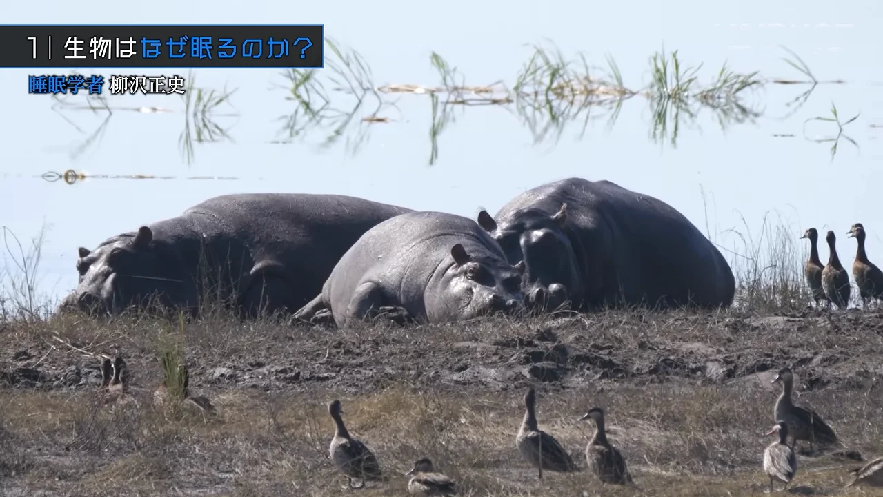 睡眠は脳より先に「発明」された