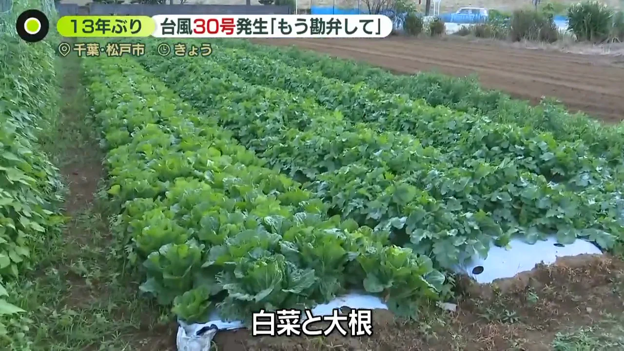 収穫を控えた白菜畑の心配