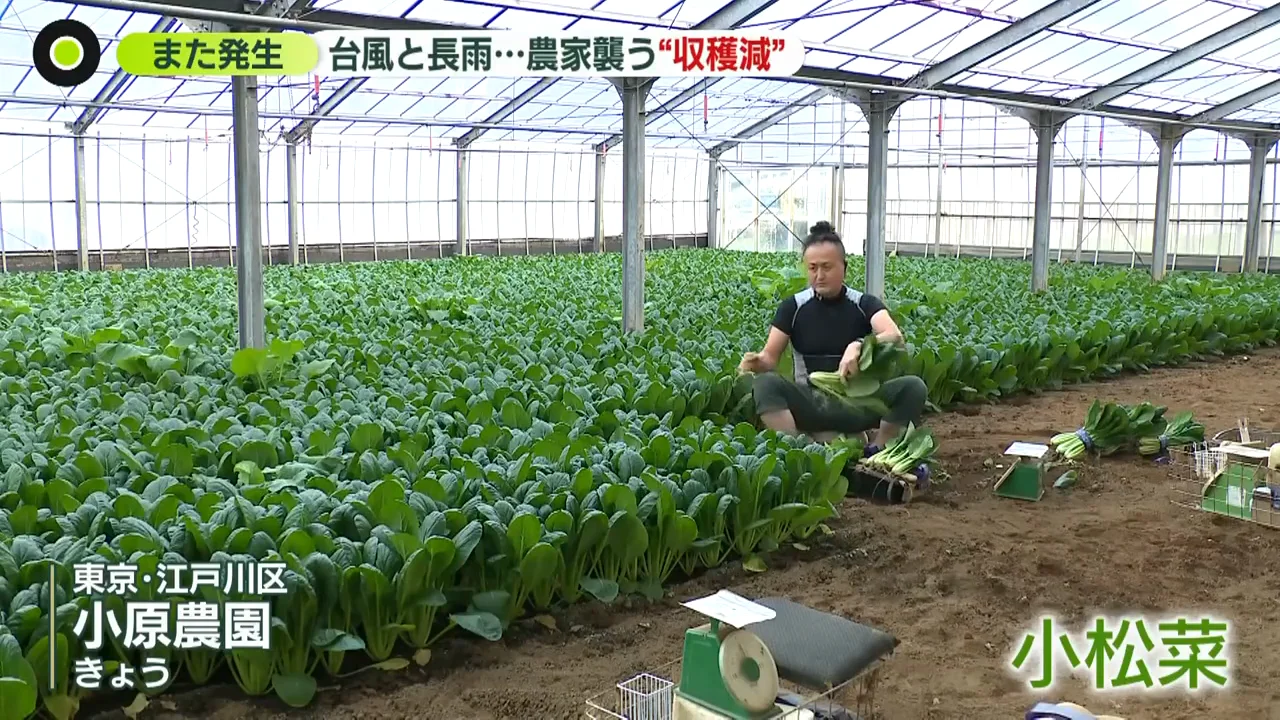 小松菜農家が受けた長雨の打撃