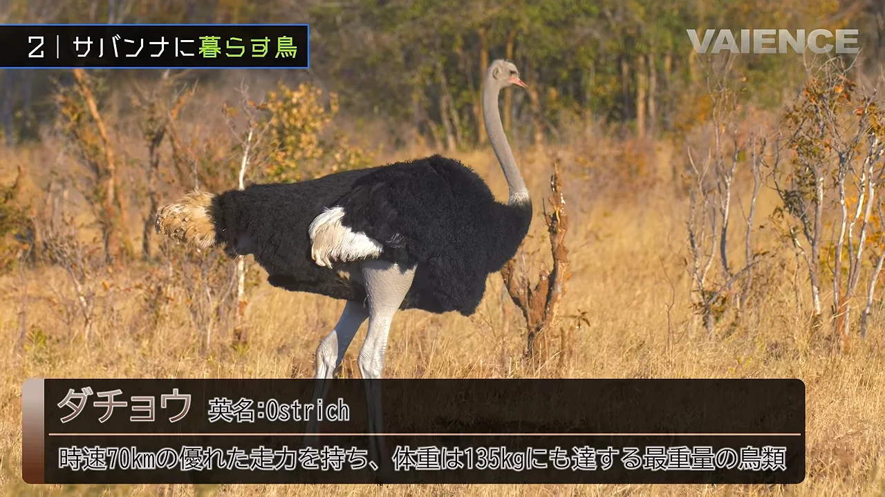 ダチョウ、ヘビクイワシ、ハゲワシ、モモイロペリカン：サバンナの鳥たち
