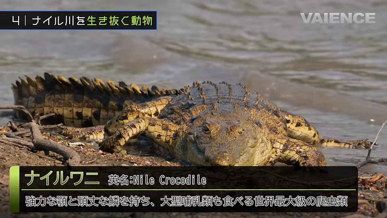 ナイルワニとナイルオオトカゲ：水辺の捕食者