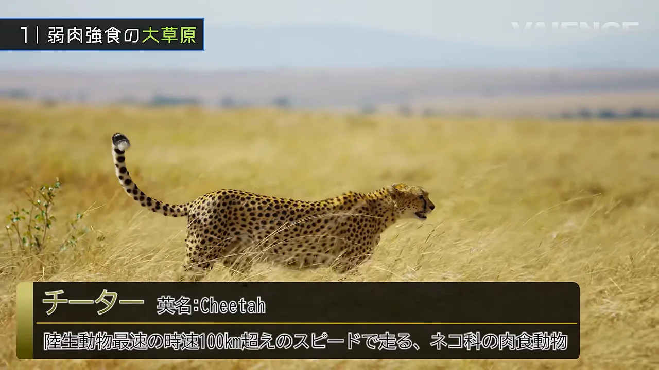 チーター：勝負を決めるのは最高速度ではない