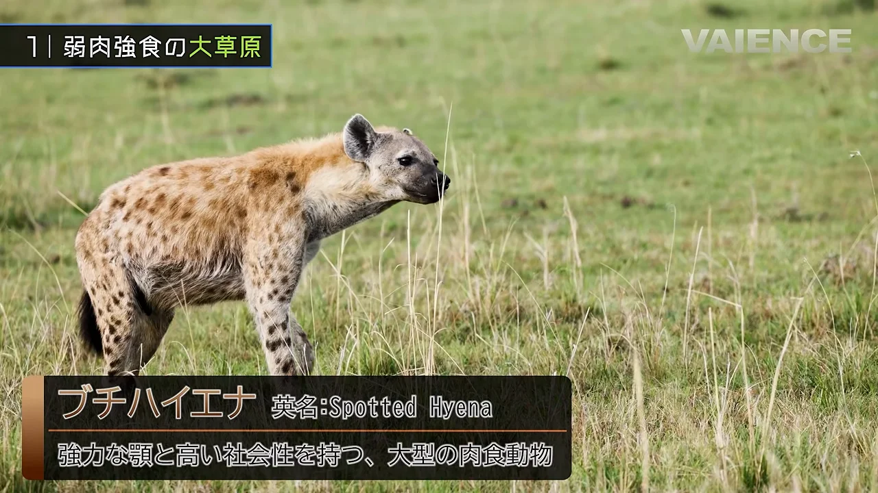 ブチハイエナ：悪役イメージと実像