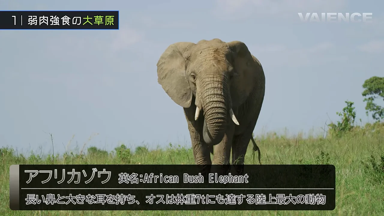 アフリカゾウ：サバンナを形づくる存在と、声を聞き分ける能力