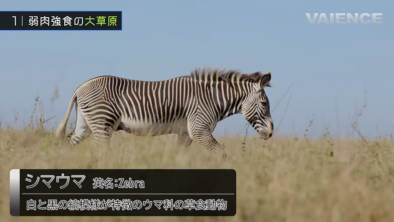 シマウマ：縞模様の有力説は虫よけ
