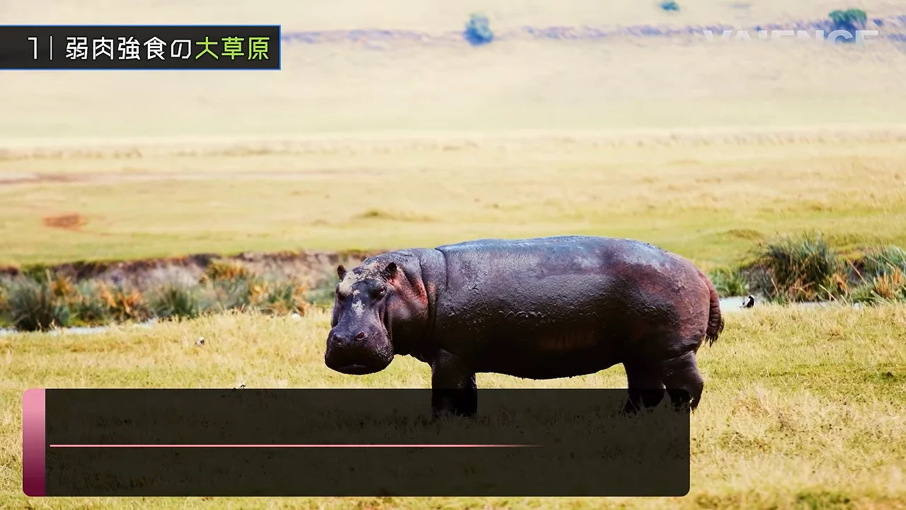 カバとサイ：水辺の化学者と、角ゆえの悲劇