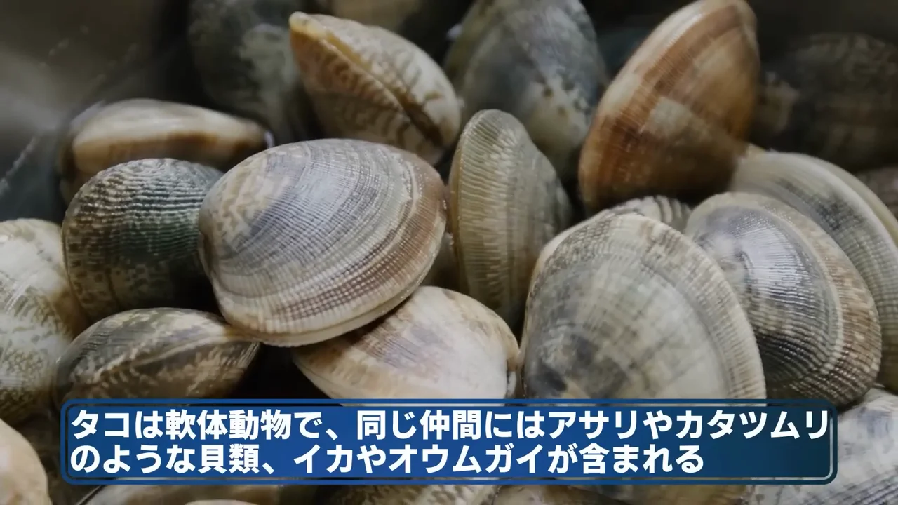 殻を捨てた軟体動物