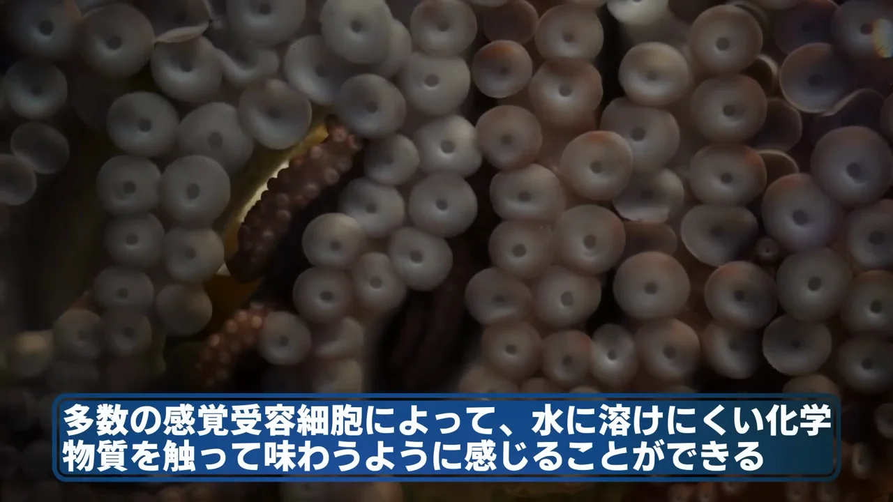 触って「味わう」吸盤と、光を感じる皮膚
