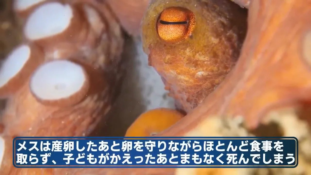 繁殖に命を使い切る短い一生