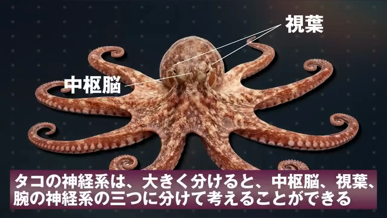中枢脳・視葉・腕：3つに分かれる神経系