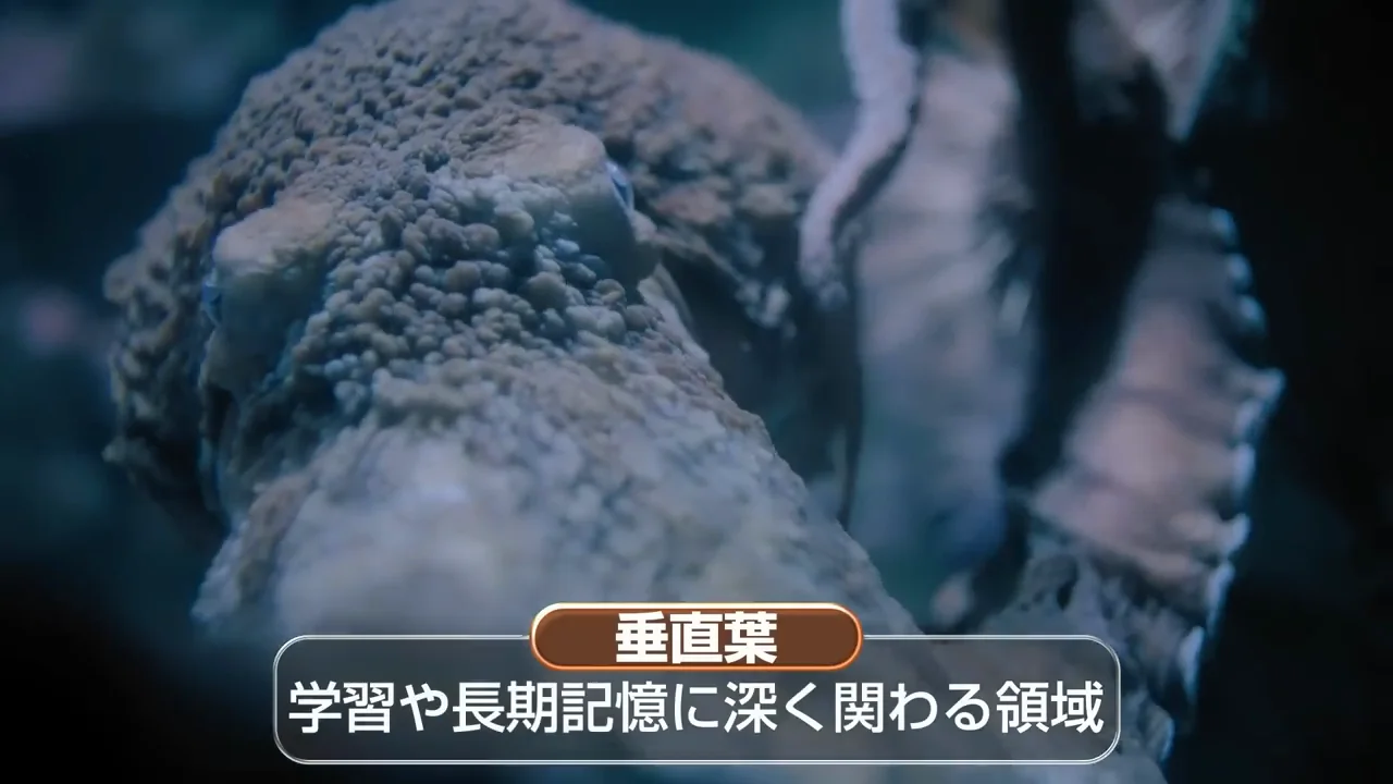 垂直葉：タコの「海馬」に近い領域