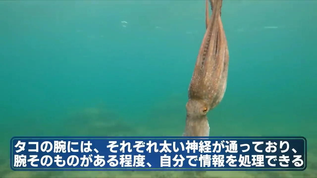 脳は大まかに、腕は細かく