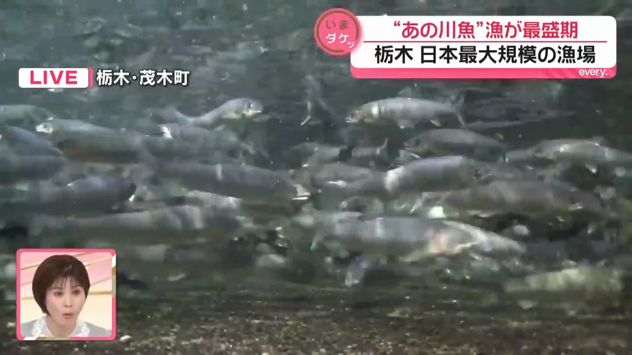 アユ漁獲量全国1位の川で最大規模の漁場