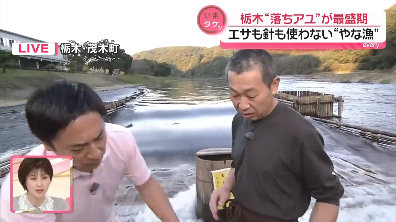 群れの規模と、かかったウグイ