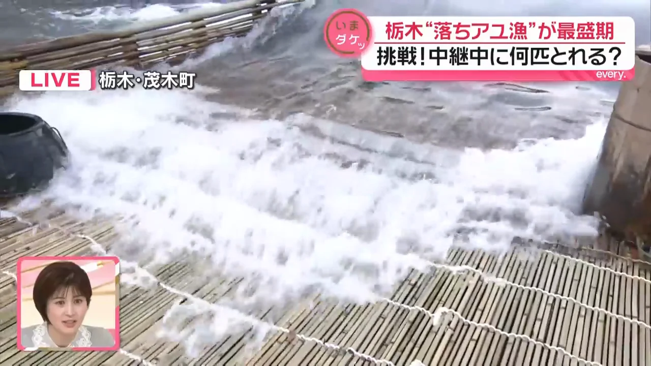 養殖アユの刺身とフライ